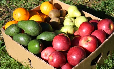 Kaimai Orchard