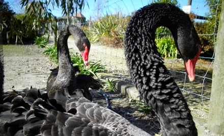 Hawkes Bay Farmyard Zoo
