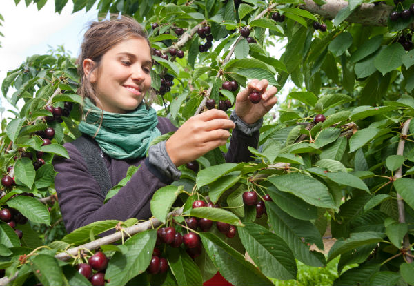 Central Otago Cherry Team - USA Cherries