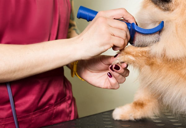 From $39 for a Deluxe Dog Wash and Groom — Options for Small, Medium, Large and Extra Large Dogs