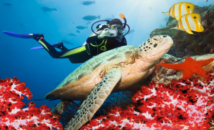 Dive Imports Australia