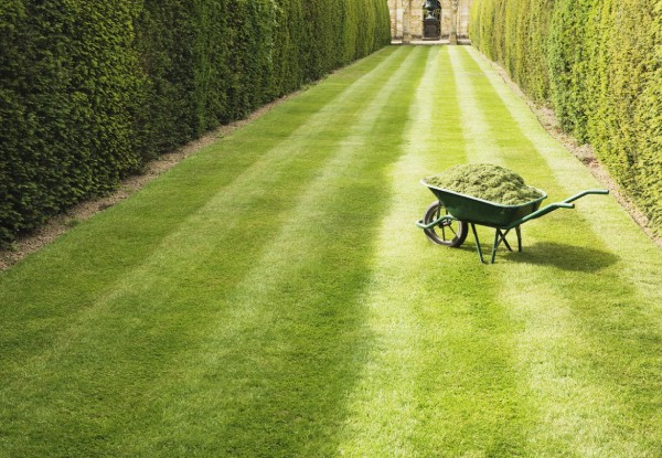 Two Hours of Gardening Services - Option for Four Hours
