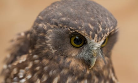 Wingspan - National Bird of Prey Centre