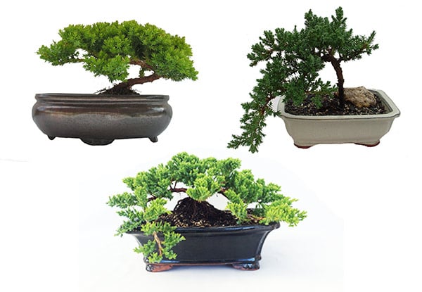 $69 for a Juniper Bonsai Tree