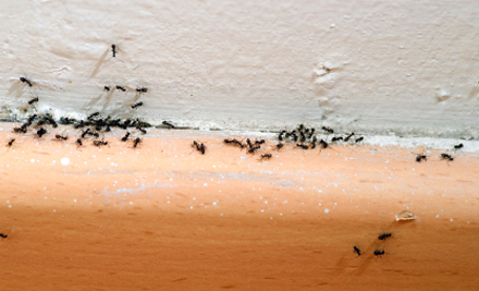 Flatline Pest Control