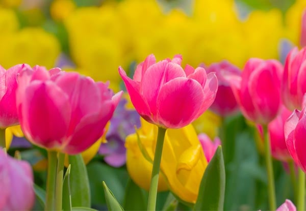 $30 for a Variety Pack of Spring Bulbs