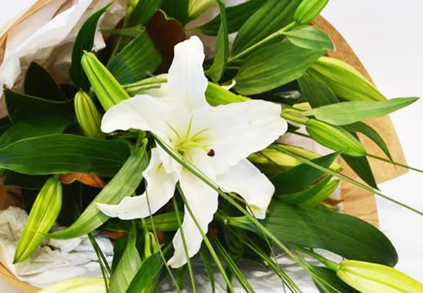 Trumpet Lilies in Time for the Festive Season – Two Pick-Up Locations & Delivery Options Available