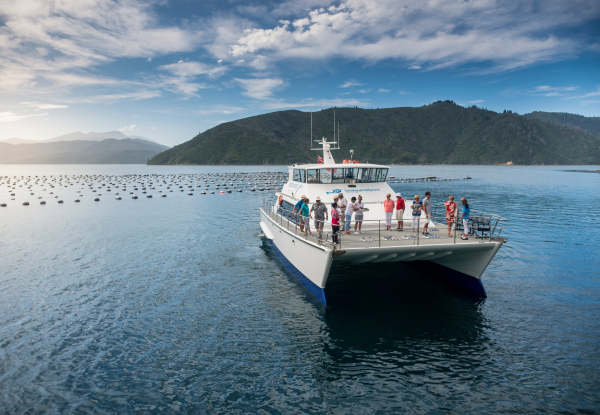 Half-Day Seafood Odyssea Cruise in the Marlborough Sounds - Options for Adult or Child Ticket