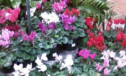 The Garden Depot