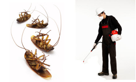 The Green Termite & Pest Control
