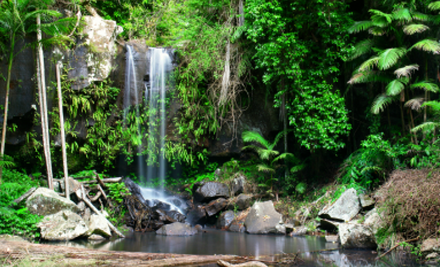 Tamborine Mountain Tours