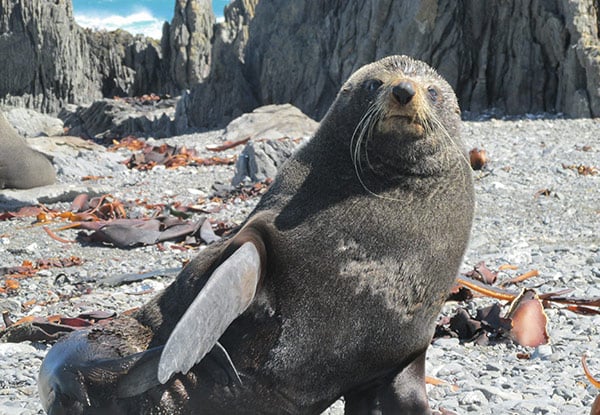$59 for a Three-Hour Off-Road Seal Coast Adventure Tour incl. Muffin & Hot Beverage (value up to $125)