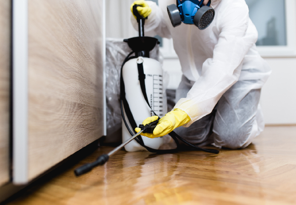 Home Pest Control Services incl. Fleas, Cockroaches, Flies, Rats & Mice incl. Warranty - 14 Options Available
