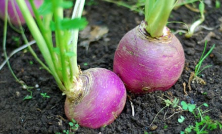 The Chef's Garden @ Epicurean