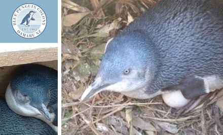 The Oamaru Blue Penguin Colony