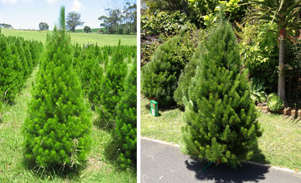 Auckland Trees