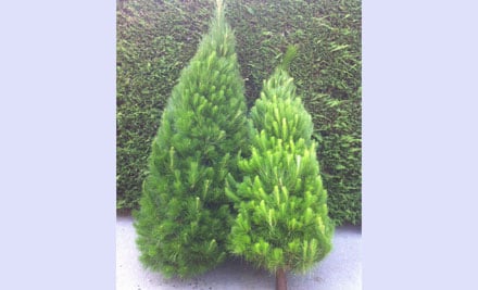Tree World