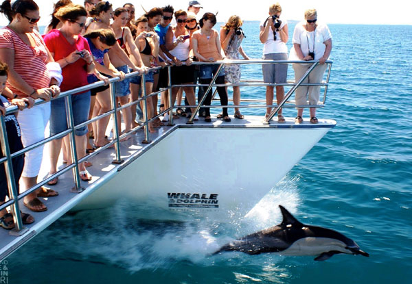 Auckland Whale & Dolphin Safari Midweek Adult Ticket - Options for Child & Weekend Tickets Available