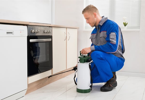 $99 for a Two-Bedroom Fly, Spider & Ant Treatment or $139 for Three Bedrooms