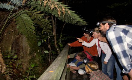 Night Forest Walk