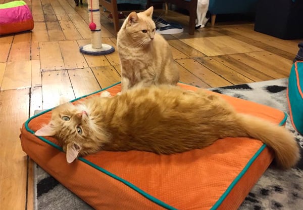 Cuddle Cats at BaristaCats Café for Two incl. Food & Drink Voucher - Option for One Person Available