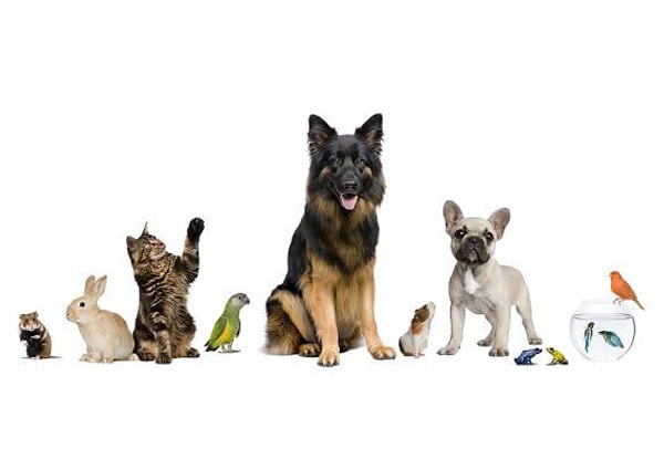 From $7 for an Adult Ticket to the Christchurch Pet & Animal Expo, Pioneer Stadium in Christchurch, 29th - 30th April 2017 (value up to $20)