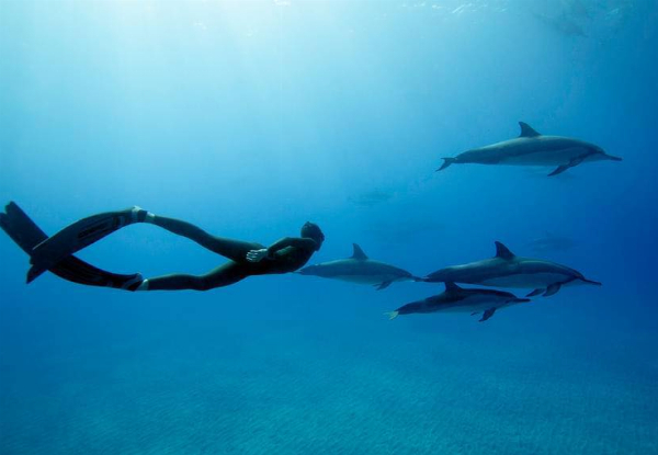 Free-Dive Taster Day in the Bay of Islands - Six-Hour Beginner Course