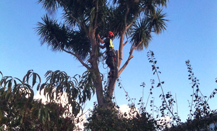 Treemachine Arborist Services