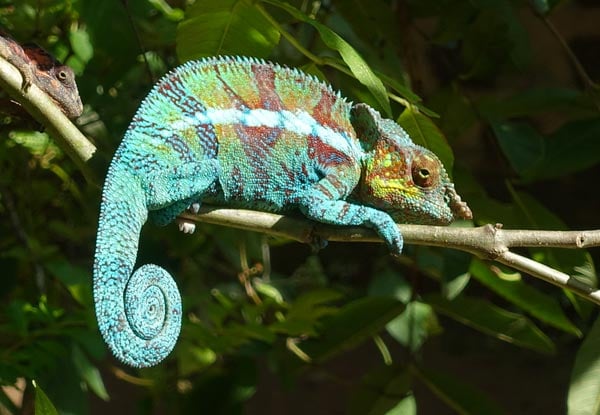 18-Day Escorted Madagascar Tour incl.  Airfares, English Speaking Guide, Transfers, Accommodation & More