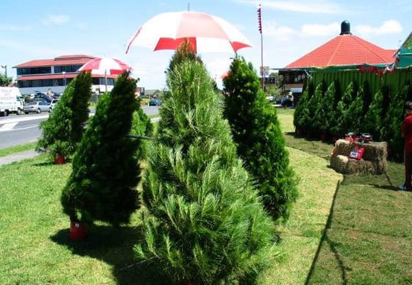 Christmas Tree incl. Removal with Option to Include Delivery & Stand - Three Pick-Up Locations - Auckland Only