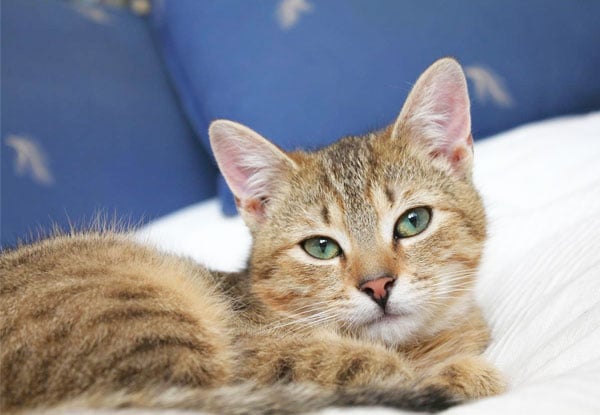 From $6 for a Cattery Stay – Options for One, Two, Five or a 25-Night Stay (value up to $294)