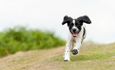 Bishopdale Pets