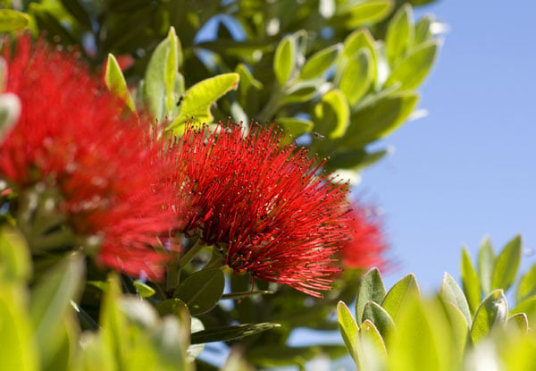 Pohutukawa Metrosideros Maori Princess Tree