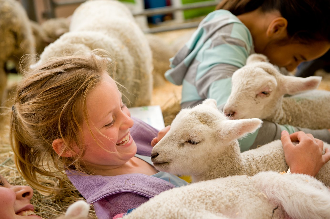 The NZ Agricultural Show