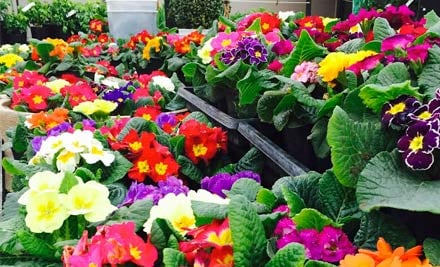Oderings Nurseries Hamilton
