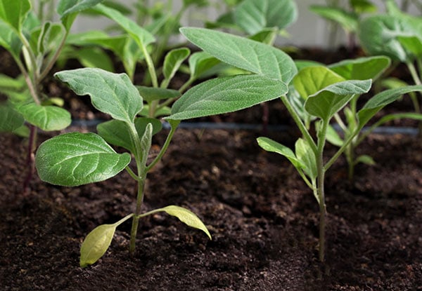 $39 for Ten 20kg Bags Of Premium Top Soil or $45 for Ten Bags of Compost - Pick up at Two Locations (value up to $95)
