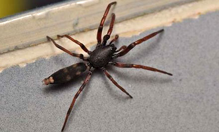 From $25 for a Complete Exterior Home Pest & Insect Treatment incl. $40 Voucher for Any Other Pest or Rodent Control Services (value up to $358)