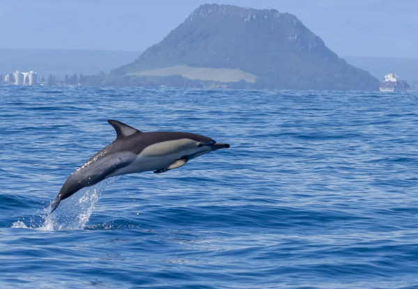 Wild Dolphin Encounter - Half-Day Wildlife Spring Cruise - Options for Adult, Children, Toddler or Family Pass