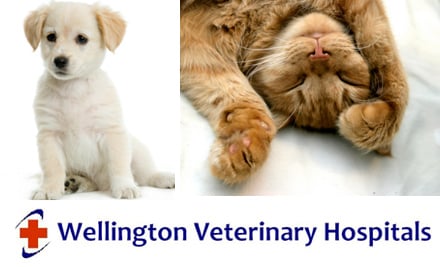 Wellington Vet Group