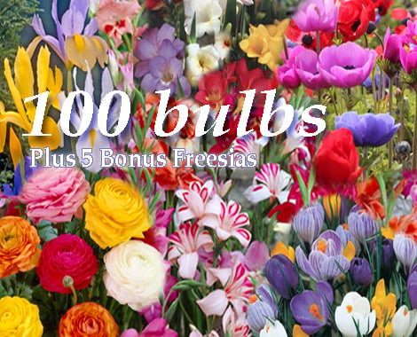 $33 for 100 Bulbs Plus Bonus Freesias incl. Nationwide Delivery (value $66)
