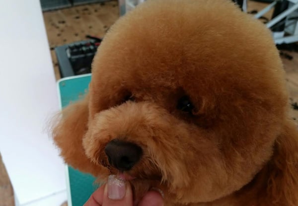 From $19 for a Dog Trimming Package incl.  Option for Teeth Cleaning (value up to $50)