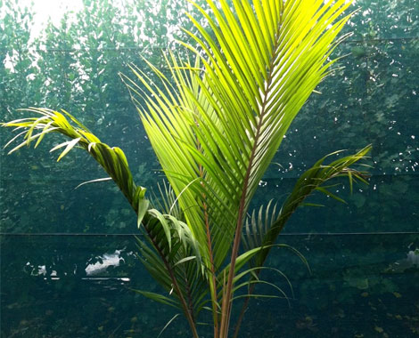 Takana Native Trees Ltd