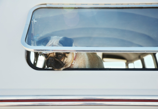 Moors Pet Taxi