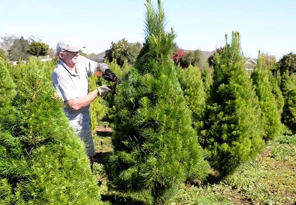 Auckland Christmas Trees