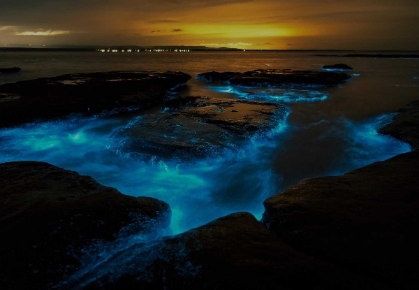 Two-Hour Auckland Bioluminescence Kayak Tour for One Person incl. Gear - Options for up to Four People - Valid from October 1st