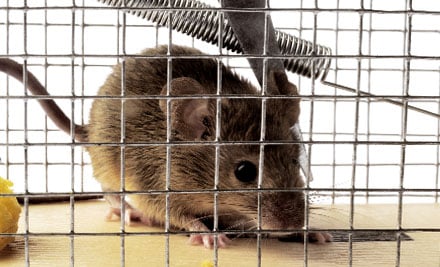 Pest Services Otago