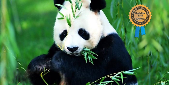 10-Day China Panda Tour - World Travellers