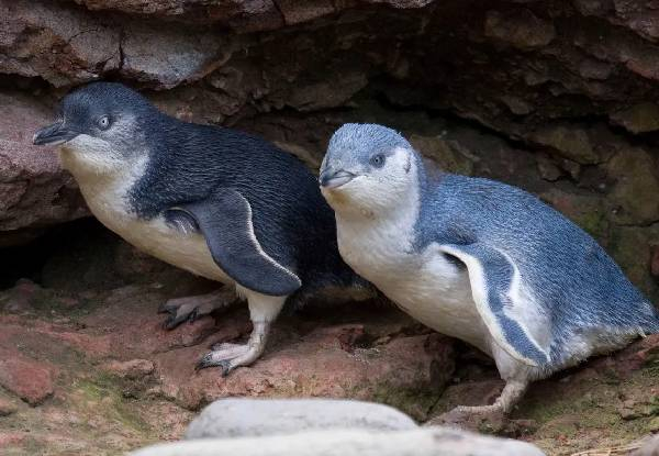 Akaroa Wildlife Pass incl. Alpaca Farm Tour, Black Cat Cruises & Pohatu Penguins from $426.13