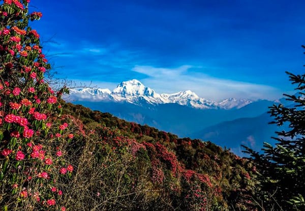 $899 Per Person Twin Share for a 10-Day Ghorepani Poonhill Trek incl. Transfers, Accommodation, & More