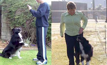 Tevra Dog Training